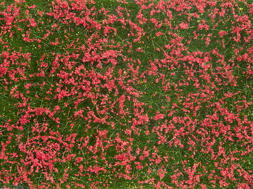 Bodendecker-Foliage Wiese rot 12 x 18 cm