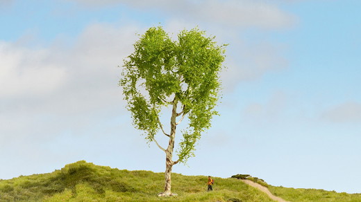Moorbirke, 21 cm hoch