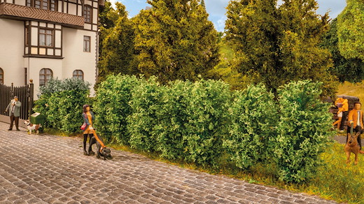 Thuja-Hecke