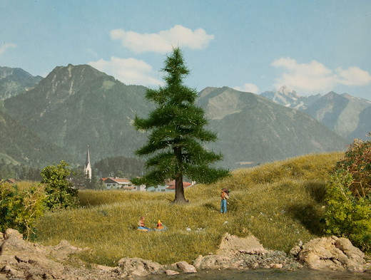 Nordmanntanne 12 cm hoch