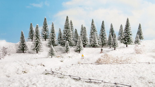 25 Schneetannen 5 - 14 cm