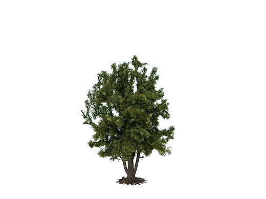 Laubbaum 24cm