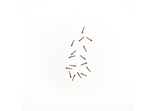 Runge rot  (16 St)