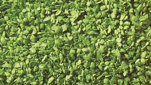 Laub hellgrün 50g Beutel