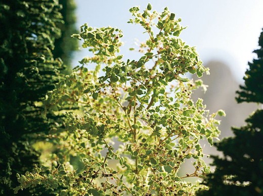 Naturbäume