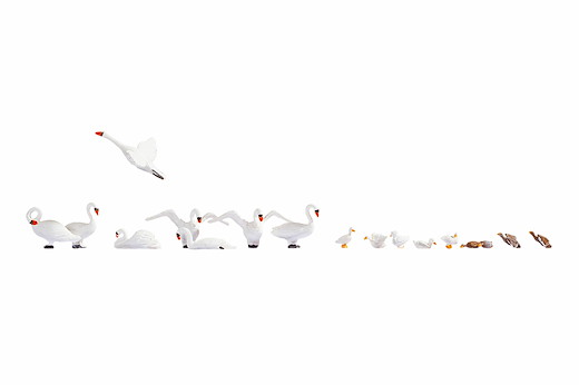 Schwäne und Enten